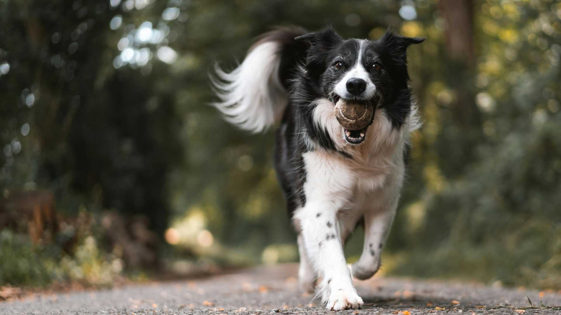 border collie